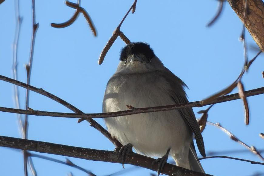 Nenápadný pěvec s hlasem krále. Ptákem roku se stala pěnice černohlavá