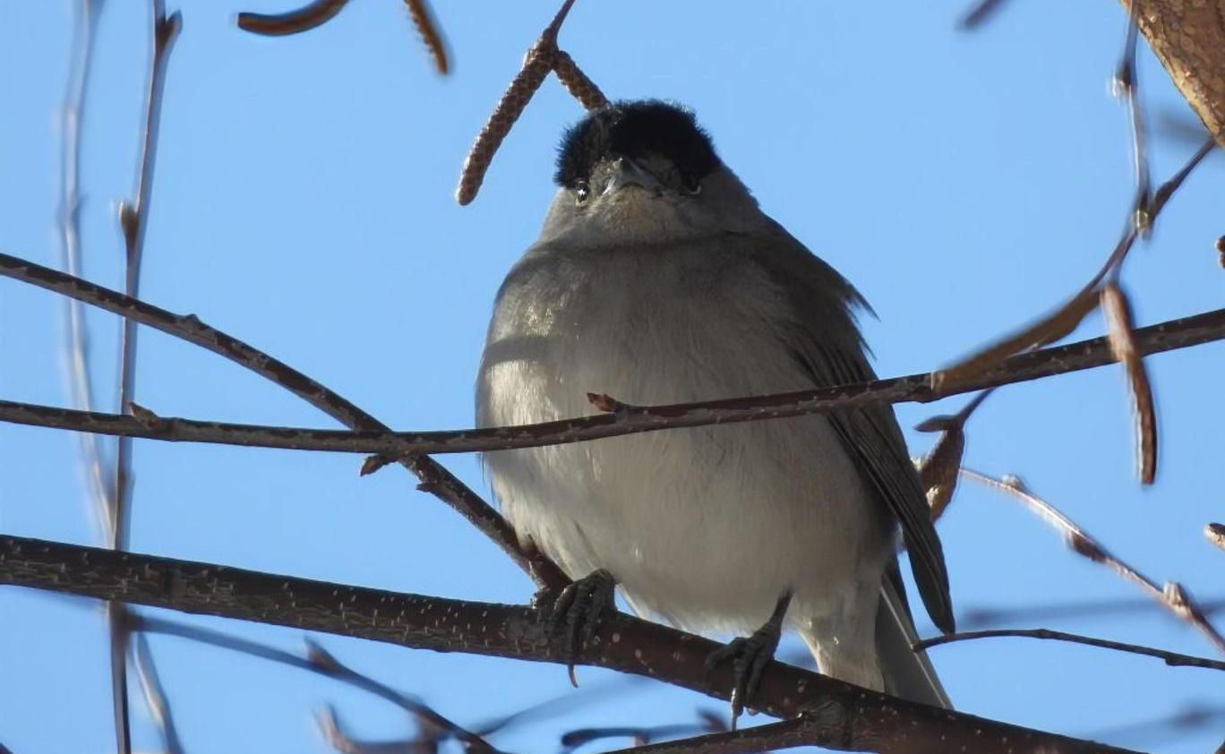 Ptákem roku 2026 se stala pěnice černohlavá.