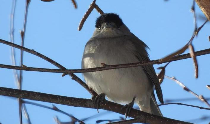 Ptákem roku 2026 se stala pěnice černohlavá.