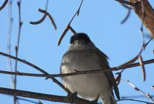 Tento samec zimuje v Českých Budějovicích.