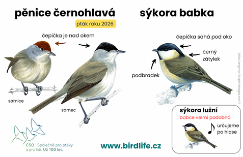 Méně zkušení pozorovatelé si pěnici černohlavou mohou splést se sýkorou babkou nebo lužní, i ony totiž mají tmavou čepičku. Rozdíl je ale patrný: u pěnice sahá čepička jen k hornímu okraji oka, zatímco u sýkor překrývá celé oko a doplňuje ji výrazný černý „podbradek“.