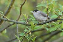 Samec pěnice černohlavé má uhlově černou čepičku.