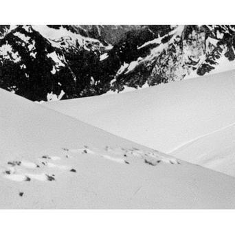 Údajné stopy Yettiho vyfotografované Frankem S. Smythem v roce 1937 v Himálaji, publikováno v Popular Science 1952. Expertíza ukázala, že šlo o stopy medvěda.