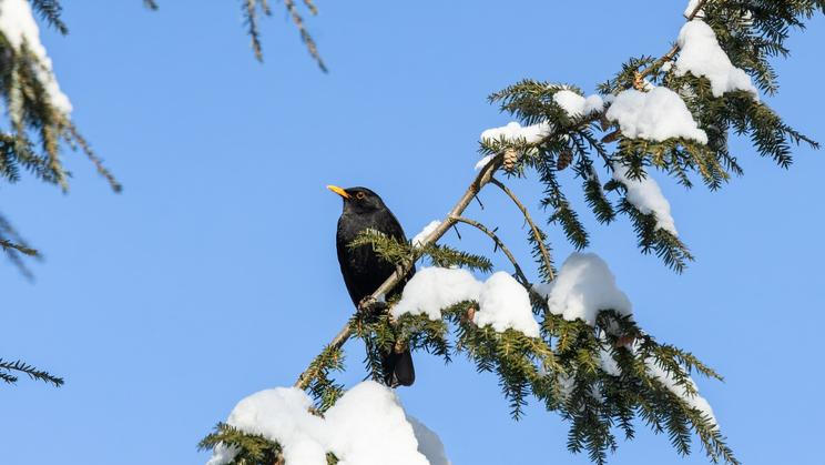 Kos černý se poprvé v historii programu dostal na druhé místo žebříčku nejčastěji pozorovaných ptáků.