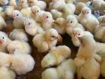 Střítežské fojtství