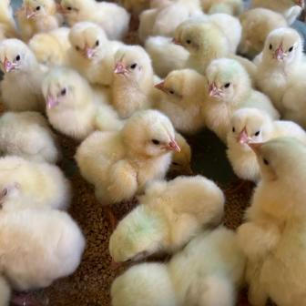 Střítežské fojtství