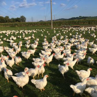 Střítežské fojtství