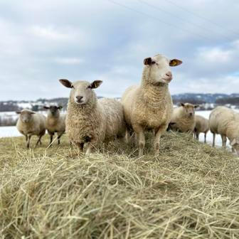 Střítežské fojtství
