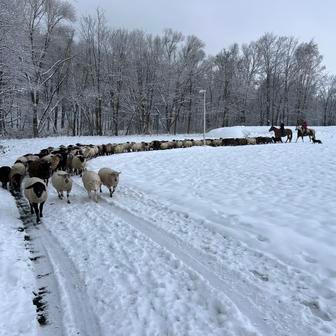 Střítežské fojtství