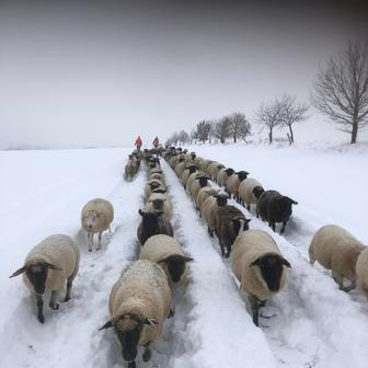 Střítežské fojtství