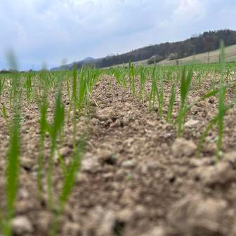 Střítežské fojtství