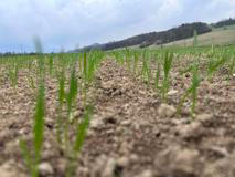 Střítežské fojtství