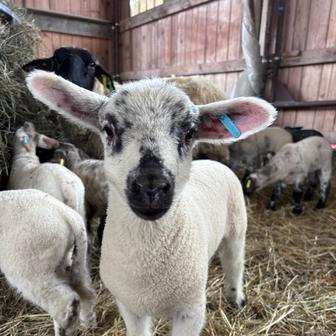 Střítežské fojtství