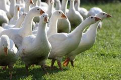 Střítežské fojtství