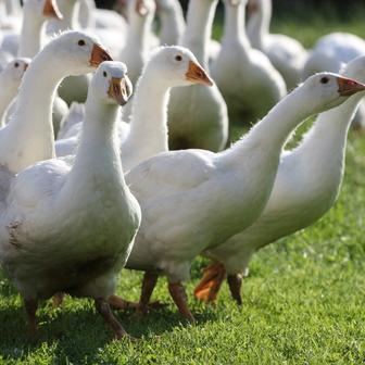 Střítežské fojtství