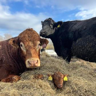 Střítežské fojtství
