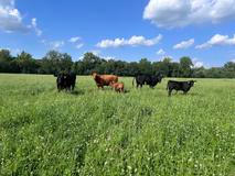 Střítežské fojtství