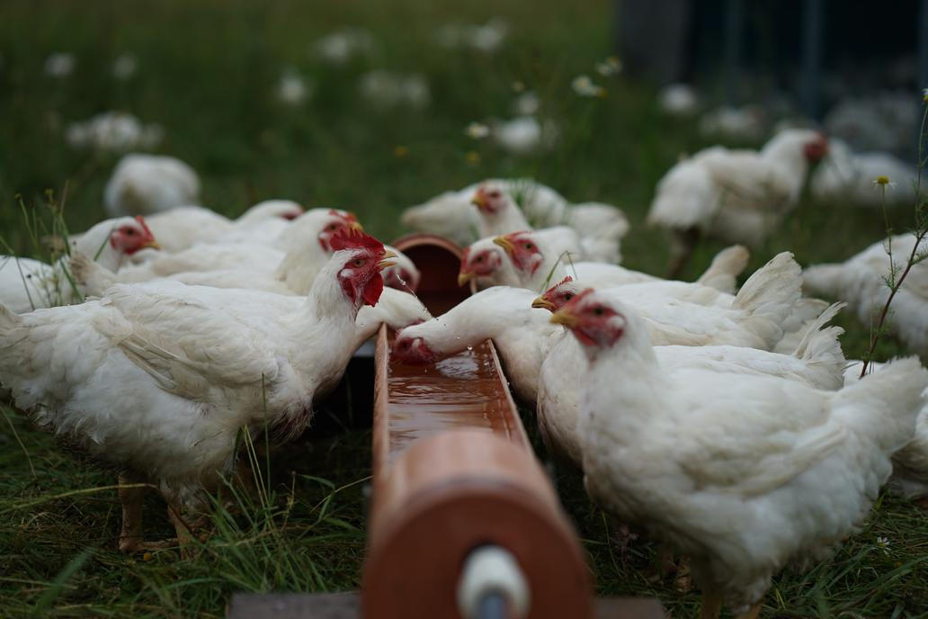 Střítežské fojtství