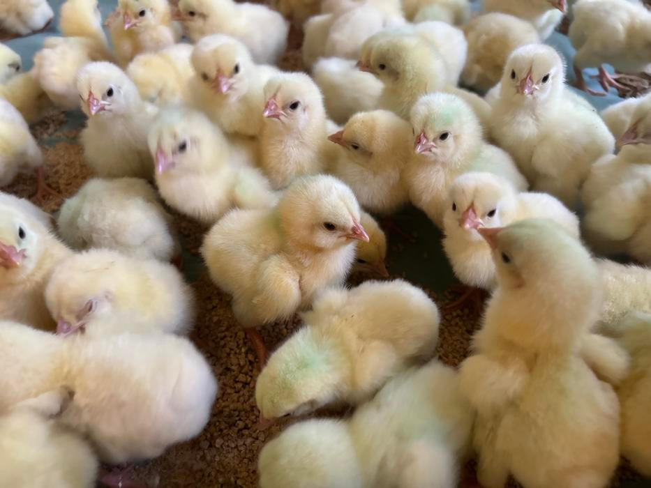 Střítežské fojtství