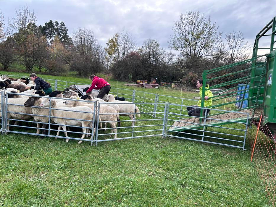 Střítežské fojtství