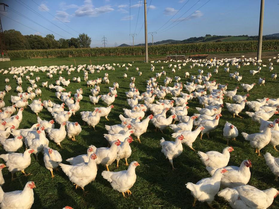 Střítežské fojtství