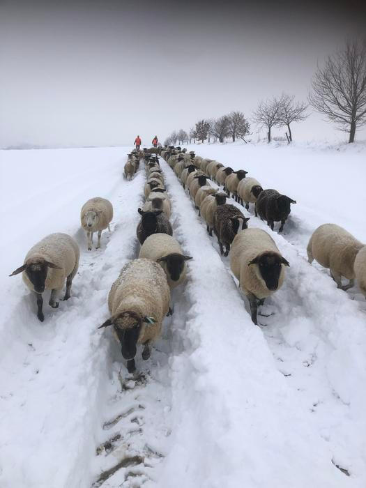 Střítežské fojtství