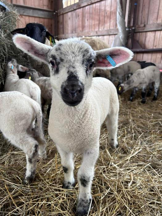 Střítežské fojtství