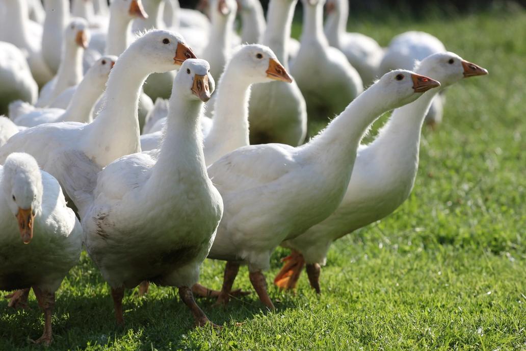 Střítežské fojtství