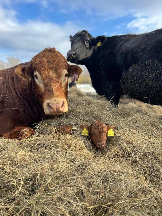 Střítežské fojtství