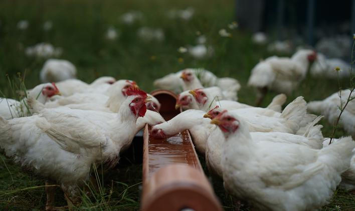 Střítežské fojtství.