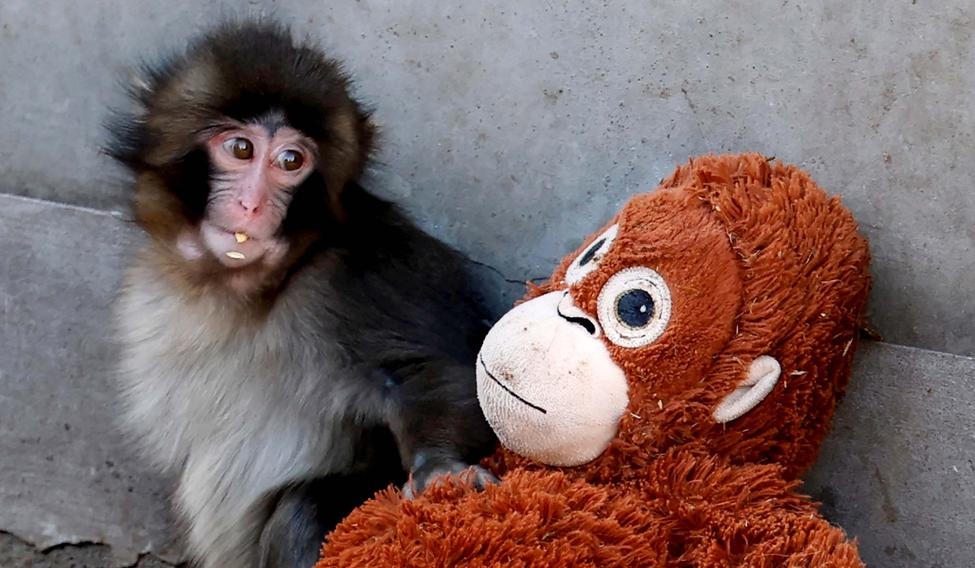 Škoda tyhle fotky minout: Punch hrdinou, sněhové inferno nebo finále po 100 letech