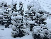 „Nemuseli jsme nic zásadního bourat, jen kuchyň šla úplně pryč,“ doplňuje Laura. Čekaly je tak spíš drobnější úpravy: opravovali japonské omítky shikkui, brousili a olejovali dřevo, zachovali původní tatami i nábytek. 