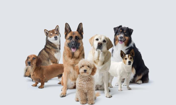 Group,Of,Different,Beautiful,Dogs,Looking,At,Camera,Together,,Copy