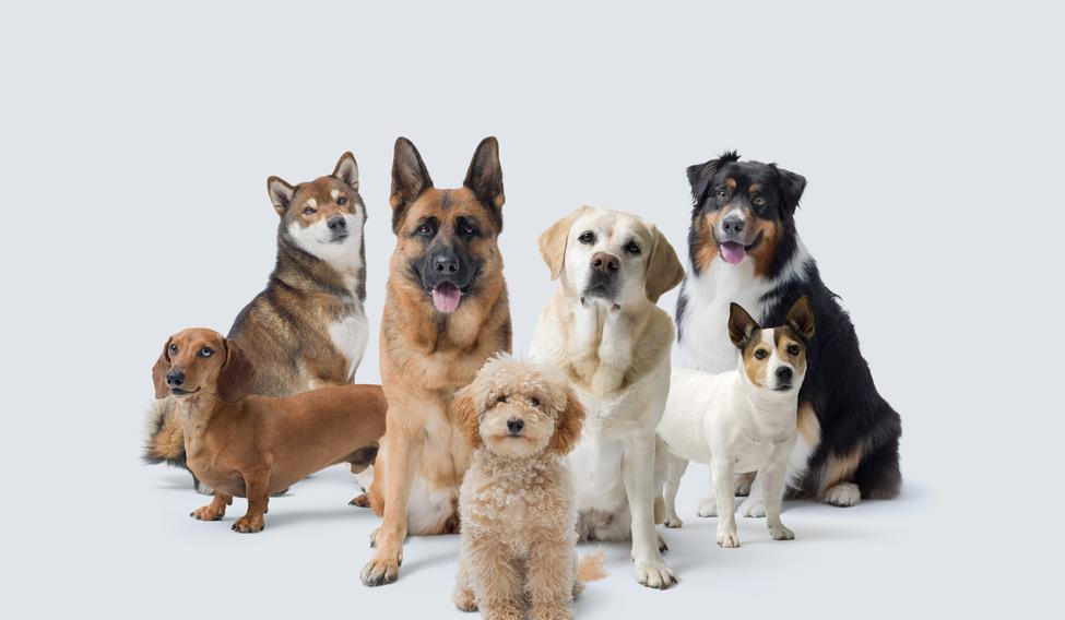 Group,Of,Different,Beautiful,Dogs,Looking,At,Camera,Together,,Copy