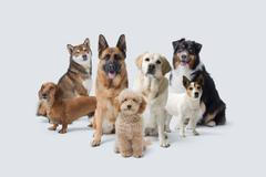 Group,Of,Different,Beautiful,Dogs,Looking,At,Camera,Together,,Copy