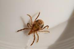 Za zvláštní reakcí stojí látka, kterou do lidského těla přenášejí některá klíšťata. V Austrálii je hlavním viníkem klíště druhu Ixodes holocyclus, známé jako východní paralytické klíště. 