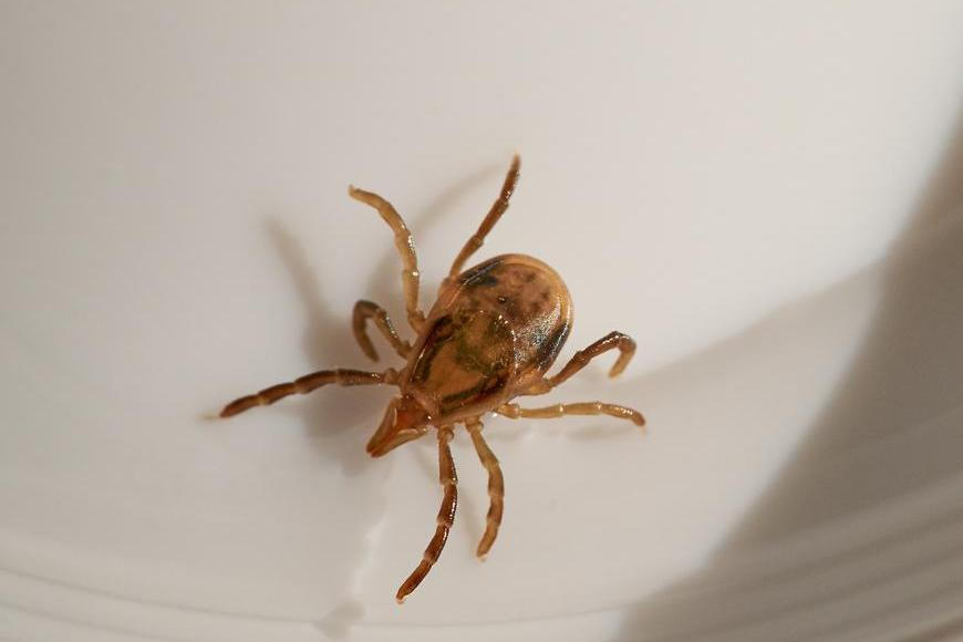 Snědl klobásu a zemřel. Fatální reakci na maso způsobilo kousnutí běžného klíštěte