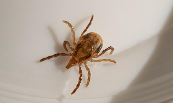 Za zvláštní reakcí stojí látka, kterou do lidského těla přenášejí některá klíšťata. V Austrálii je hlavním viníkem klíště druhu Ixodes holocyclus, známé jako východní paralytické klíště. 