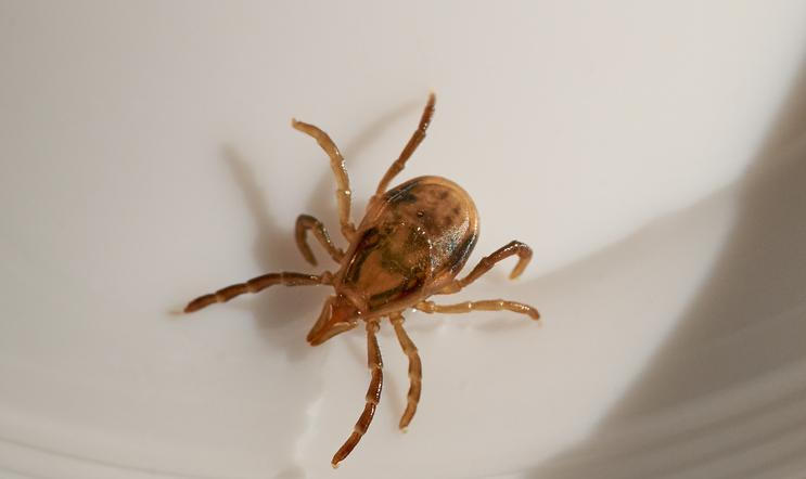 Za zvláštní reakcí stojí látka, kterou do lidského těla přenášejí některá klíšťata. V Austrálii je hlavním viníkem klíště druhu Ixodes holocyclus, známé jako východní paralytické klíště. 