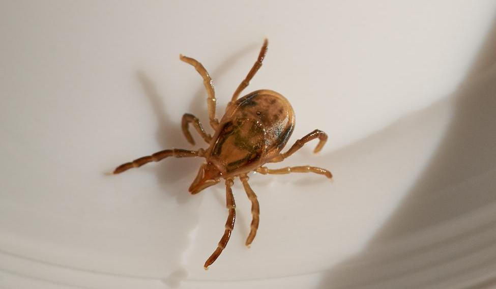 Za zvláštní reakcí stojí látka, kterou do lidského těla přenášejí některá klíšťata. V Austrálii je hlavním viníkem klíště druhu Ixodes holocyclus, známé jako východní paralytické klíště. 