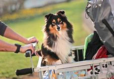 Škoda tyhle fotky minout: záchrana v oblacích, cyberwoman nebo psí oči