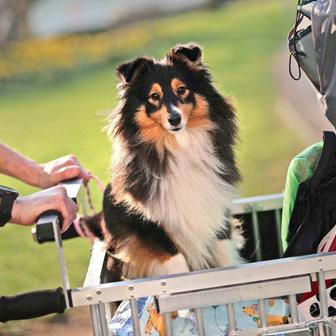 Škoda tyhle fotky minout: záchrana v oblacích, cyberwoman nebo psí oči