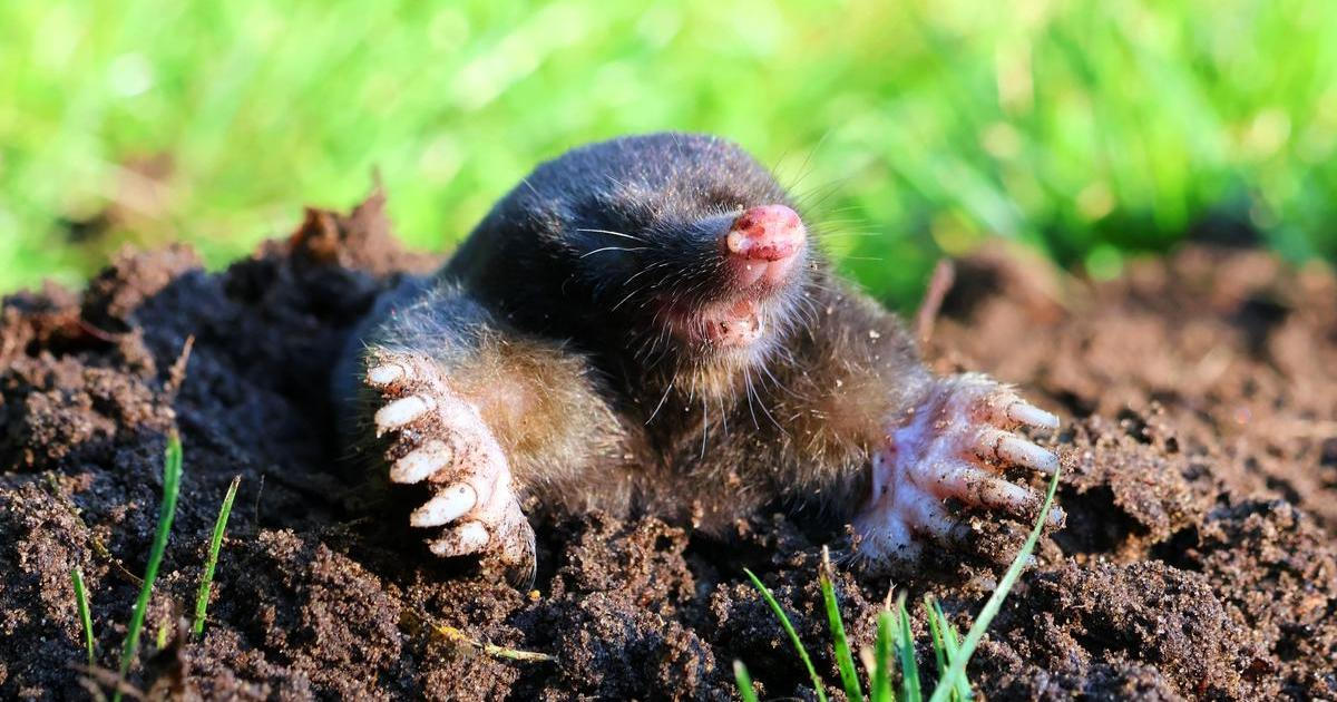 Přestože mnozí zahrádkáři považují krtky za škůdce, jejich činnost má pro přírodu velký význam. Vědci je proto označují jako takzvané ekosystémové inženýry – živočichy, kteří svou aktivitou výrazně mění prostředí kolem sebe.