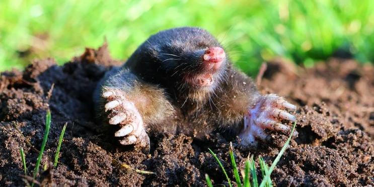 Přestože mnozí zahrádkáři považují krtky za škůdce, jejich činnost má pro přírodu velký význam. Vědci je proto označují jako takzvané ekosystémové inženýry – živočichy, kteří svou aktivitou výrazně mění prostředí kolem sebe.