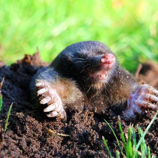 Přestože mnozí zahrádkáři považují krtky za škůdce, jejich činnost má pro přírodu velký význam. Vědci je proto označují jako takzvané ekosystémové inženýry – živočichy, kteří svou aktivitou výrazně mění prostředí kolem sebe.