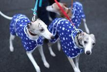 Škoda tyhle fotky minout: záchrana v oblacích, cyberwoman nebo psí oči