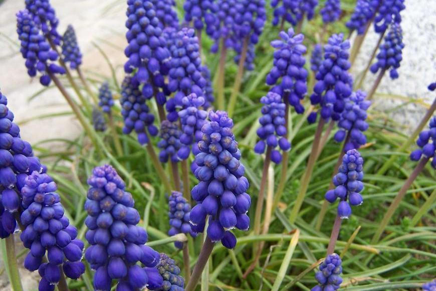 KVÍZ: Jaro se blíží! Poznáte všechny květiny, které zdobí parky a louky?