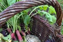 „Když se mi tam sám objeví měsíček lékařský, nechám ho růst mezi zeleninou. Divoce si tam roste, ale zároveň částečně dezinfikuje půdu, krásně kvete a láká opylovače i užitečný hmyz,“ vysvětluje.