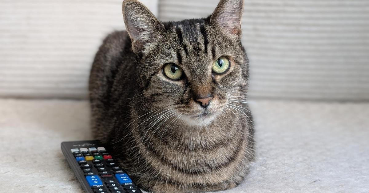 „Rajcuje je to.“ Videa pro kočky mají miliony zhlédnutí. Expertka před nimi varuje