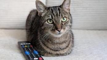 Sociální sítě dokážou uspokojit jakékoliv publikum. Dokonce už i domácí mazlíčky. 